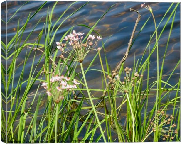 River weeds Canvas Print by Stephanie Moore