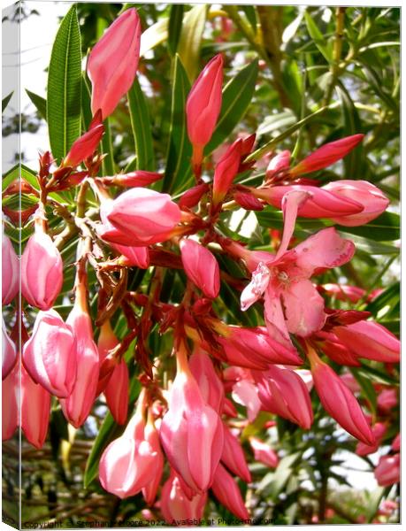 More pink oleanders Canvas Print by Stephanie Moore