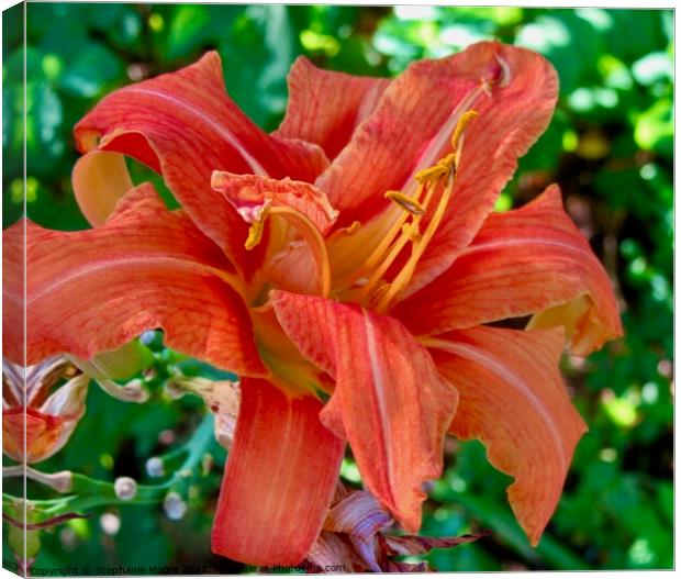 Orange Lily Canvas Print by Stephanie Moore