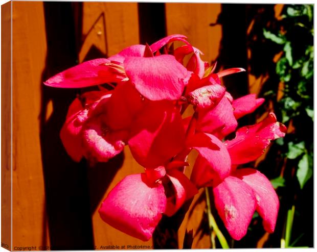 Calla Lilies Canvas Print by Stephanie Moore