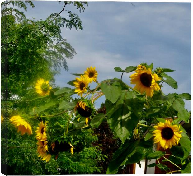 Sunflowers Canvas Print by Stephanie Moore