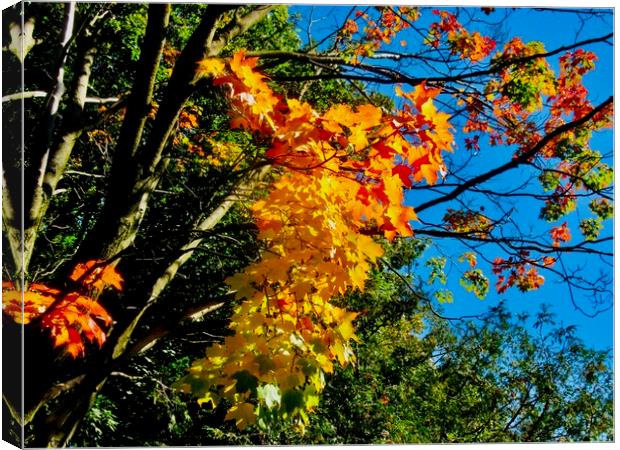 Fall Colours 1 Canvas Print by Stephanie Moore