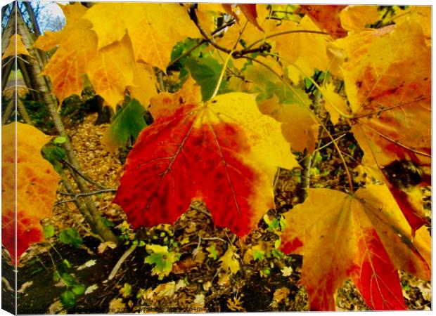 Colourful Autumn leaves Canvas Print by Stephanie Moore