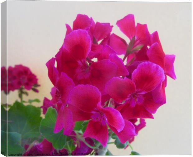 Pink Geraniums Canvas Print by Stephanie Moore