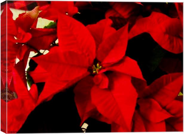 Beautiful Poinsettia Canvas Print by Stephanie Moore