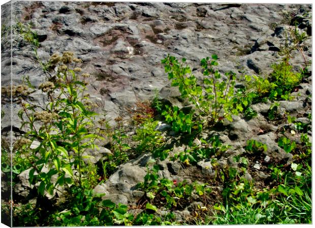 Weeds Canvas Print by Stephanie Moore