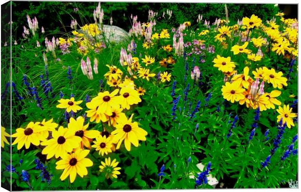 Brown Eyed Lazy Susans Canvas Print by Stephanie Moore