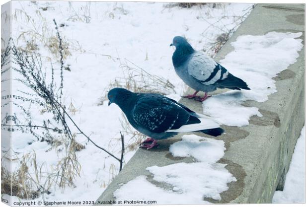 Pigeons in the snow Canvas Print by Stephanie Moore