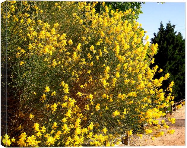 Yellow forsythia Canvas Print by Stephanie Moore