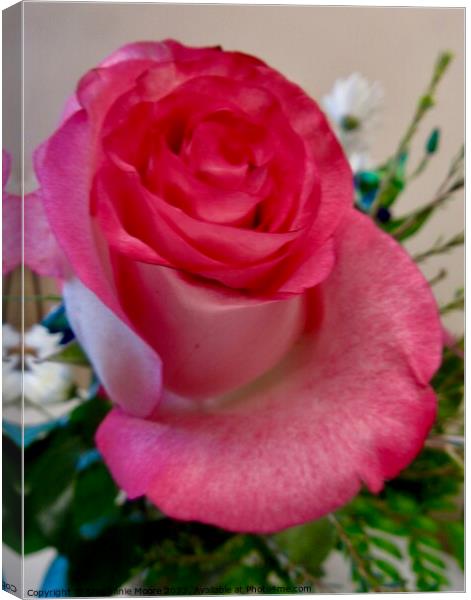 Lovely pink rose Canvas Print by Stephanie Moore