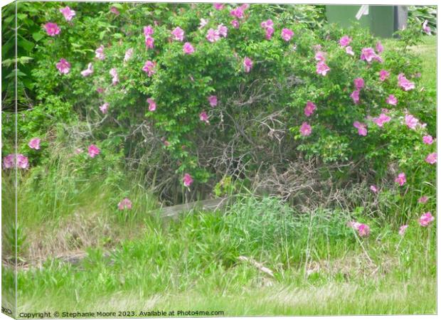 Wild pink roses Canvas Print by Stephanie Moore