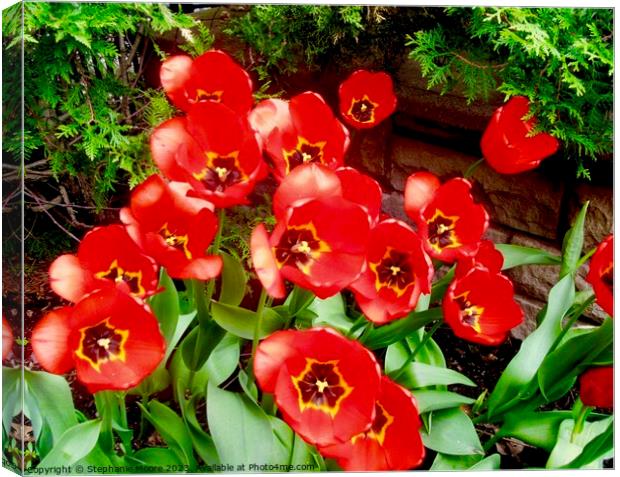 Red Tulips Canvas Print by Stephanie Moore