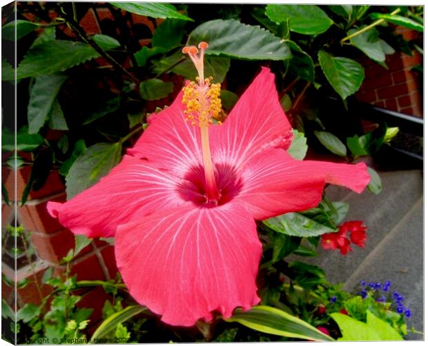 Pink Hibiscus Canvas Print by Stephanie Moore