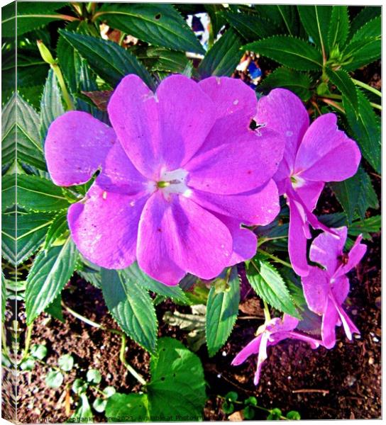 Pink flowers Canvas Print by Stephanie Moore