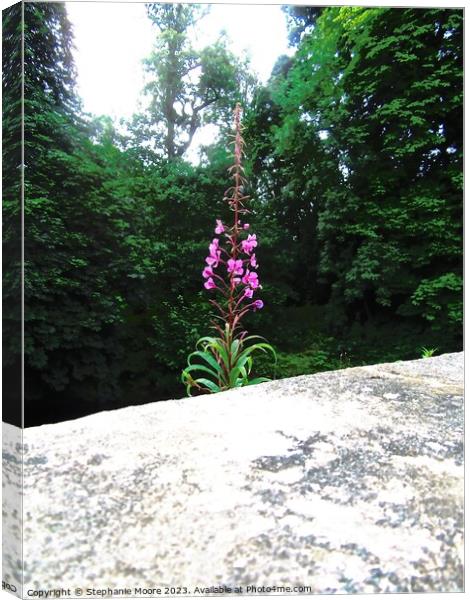 Pink Fireweed Canvas Print by Stephanie Moore
