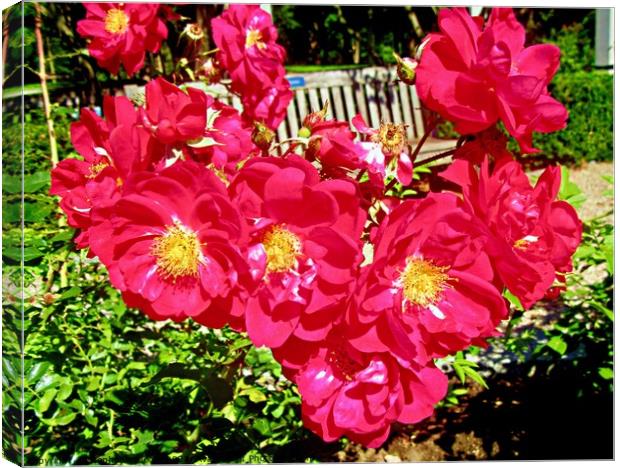 Cluster of red roses Canvas Print by Stephanie Moore