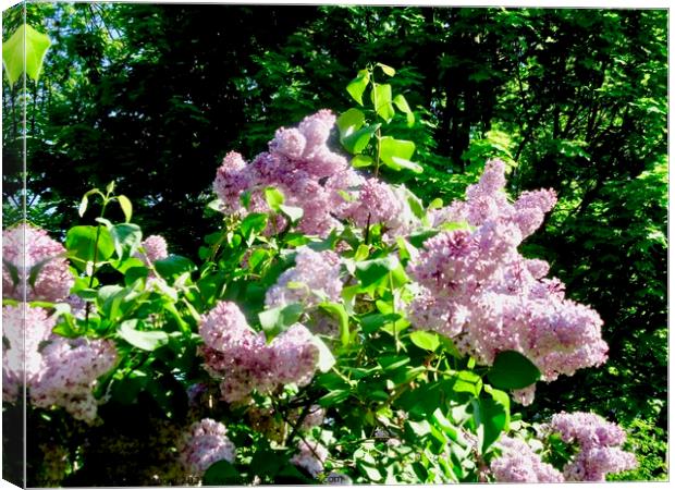 Lilacs Canvas Print by Stephanie Moore