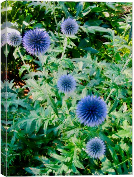 Blue Allium Canvas Print by Stephanie Moore