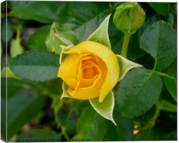 Perfect yellow rosebud Canvas Print by Stephanie Moore