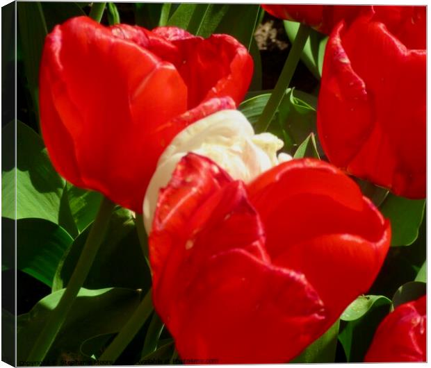 Red tulips Canvas Print by Stephanie Moore