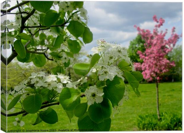 White and pink apple blossoms Canvas Print by Stephanie Moore