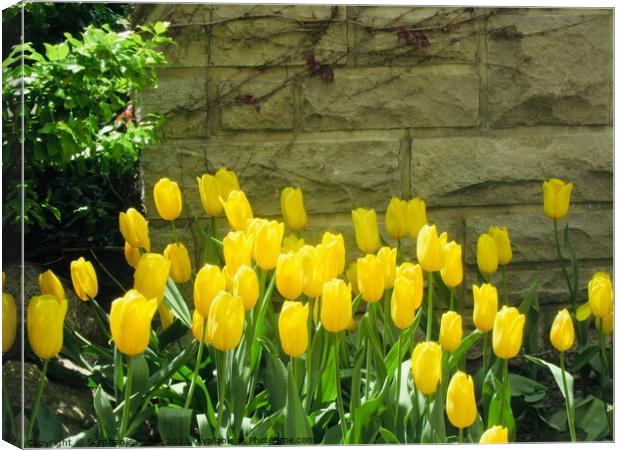 Yellow tulips Canvas Print by Stephanie Moore