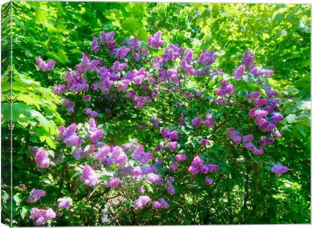 Lots of Lilac Canvas Print by Stephanie Moore