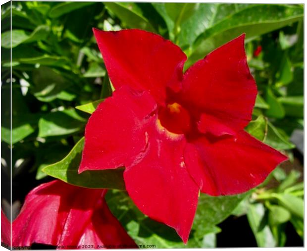 Red Flower Canvas Print by Stephanie Moore