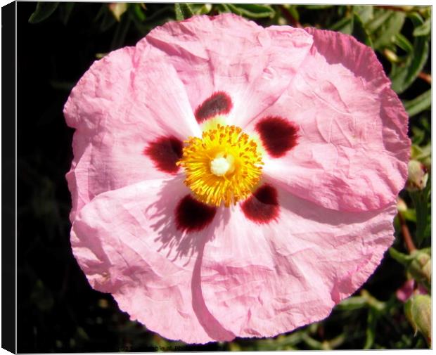 Pink Flower Canvas Print by Stephanie Moore
