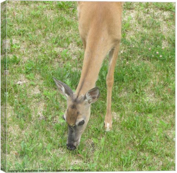 A doe grazing Canvas Print by Stephanie Moore