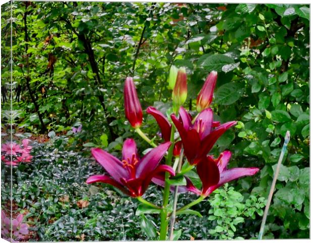 dark red lilies Canvas Print by Stephanie Moore