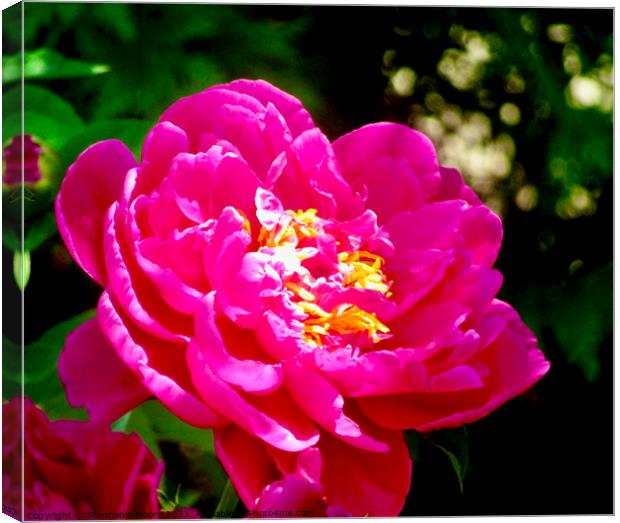 Peony in the sun Canvas Print by Stephanie Moore
