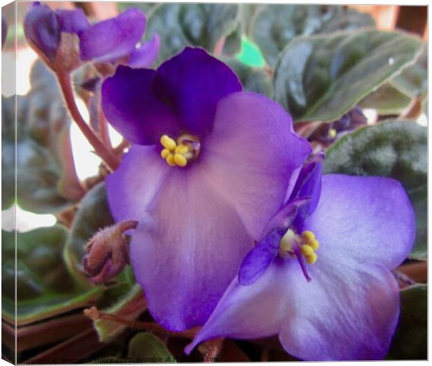 African violets Canvas Print by Stephanie Moore