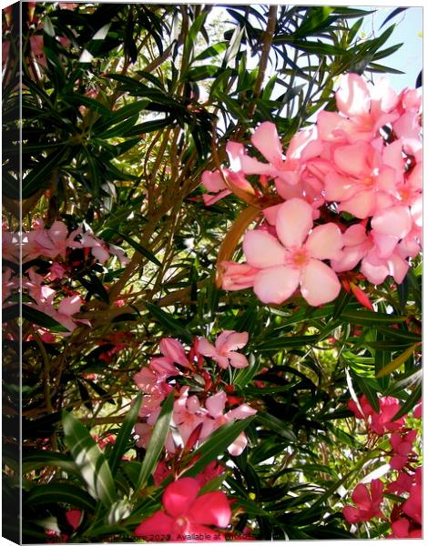 Pink oleanders Canvas Print by Stephanie Moore