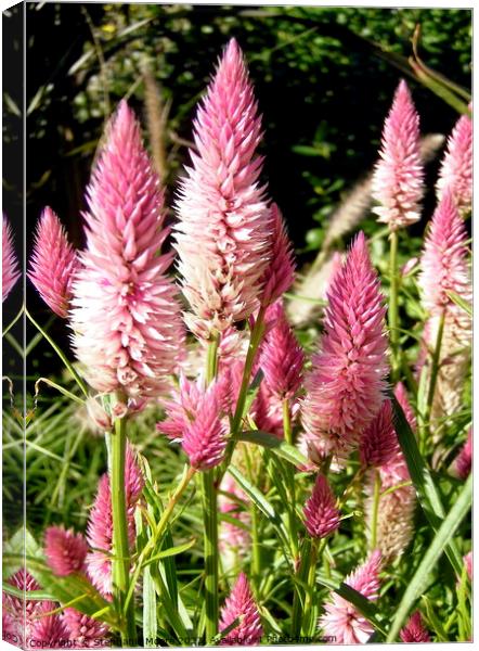 Pink Flames Canvas Print by Stephanie Moore