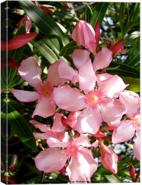 Pink Oleanders Canvas Print by Stephanie Moore