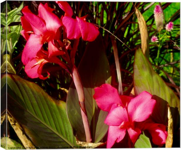 Red Calla Lilies Canvas Print by Stephanie Moore