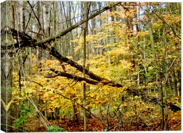 Autumn leaves Canvas Print by Stephanie Moore