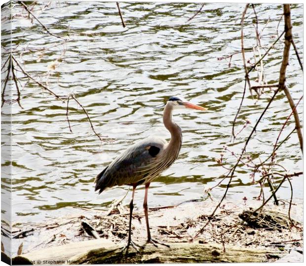 Blue Heron Canvas Print by Stephanie Moore