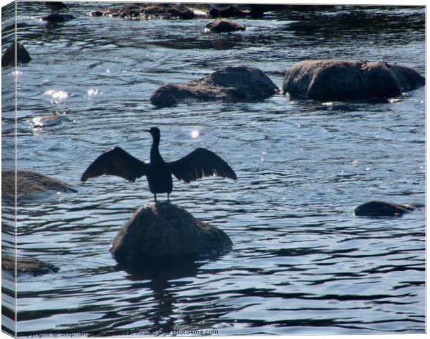 Cormorant drying his wings Canvas Print by Stephanie Moore