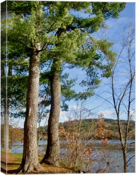 Beautiful trees Canvas Print by Stephanie Moore