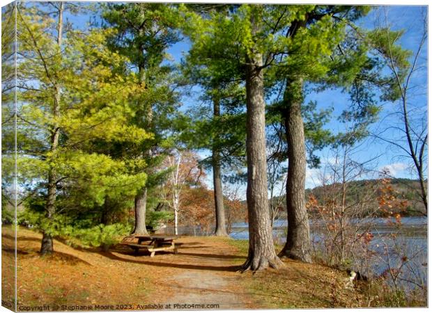 Sunlit path  Canvas Print by Stephanie Moore