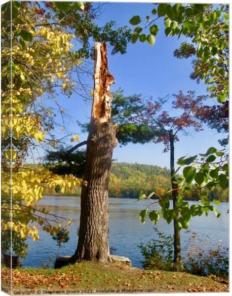 Pine tree Canvas Print by Stephanie Moore