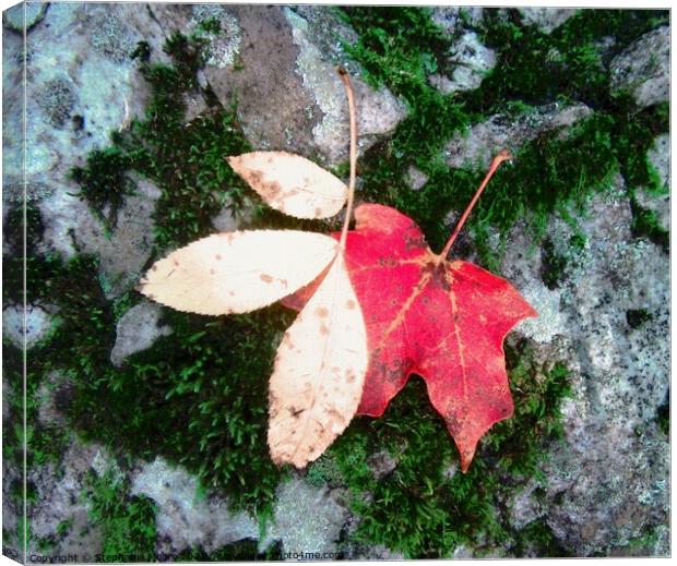 Fallen Leaves Canvas Print by Stephanie Moore