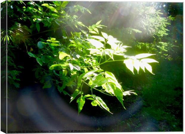 Light in the Forest Canvas Print by Stephanie Moore