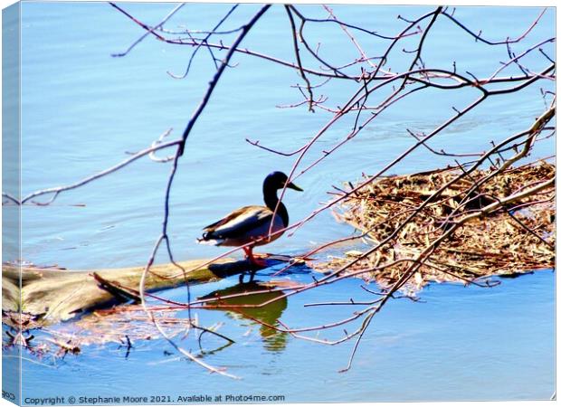 Duck on a log Canvas Print by Stephanie Moore