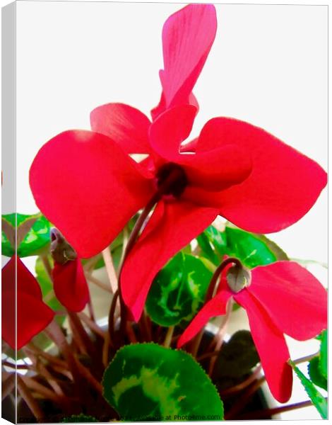 Red Cyclamen Canvas Print by Stephanie Moore