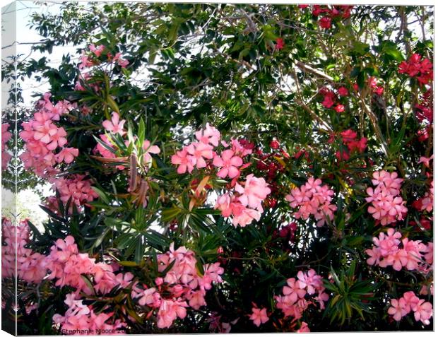 Pink oleanders Canvas Print by Stephanie Moore