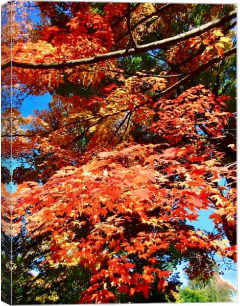 Orange Maple Leaves Canvas Print by Stephanie Moore