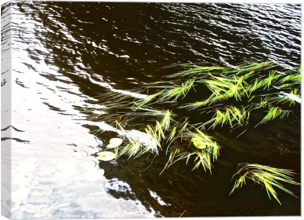 Weeds in the river Canvas Print by Stephanie Moore